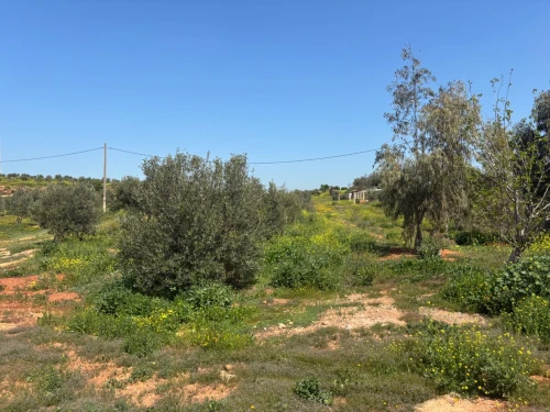 Vente Terrain Agricole Oran Boufatis