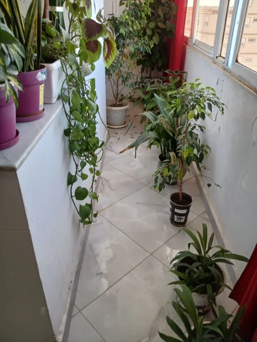 Vente Appartement F4 Boumerdès Tidjelabine