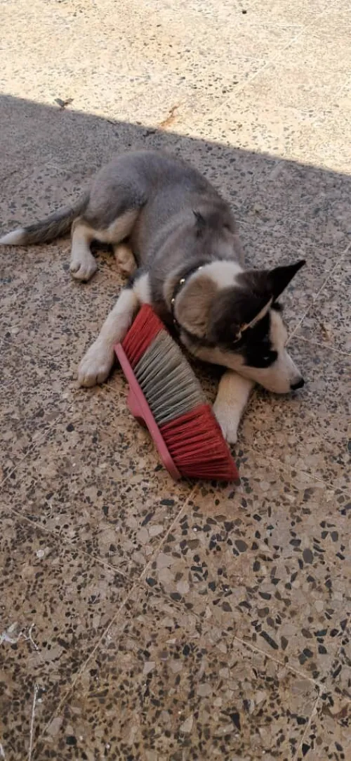 chien husky