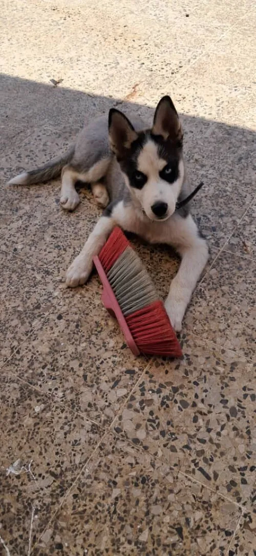 chien husky