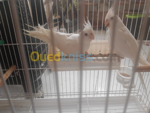 Couple calopsitte albinos 