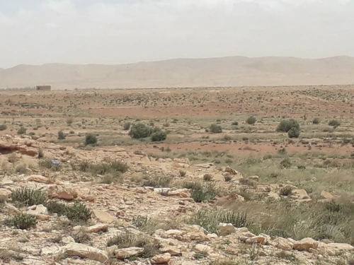 Vente Terrain Agricole Djelfa Ain el ibel