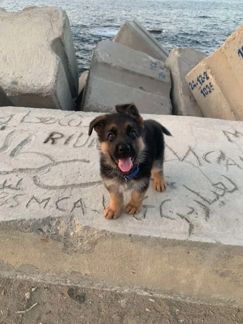 Berger allemand Chiot 