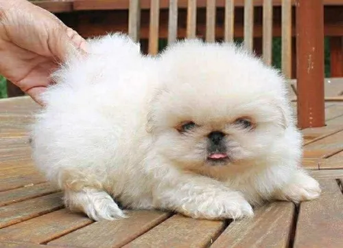 Canich Pékinois بيكنوا chien