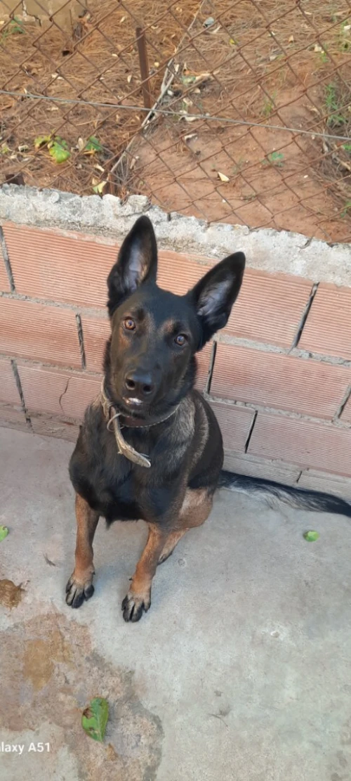 Malinois Charbonnier 