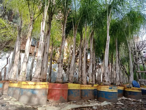 Palmier cocos