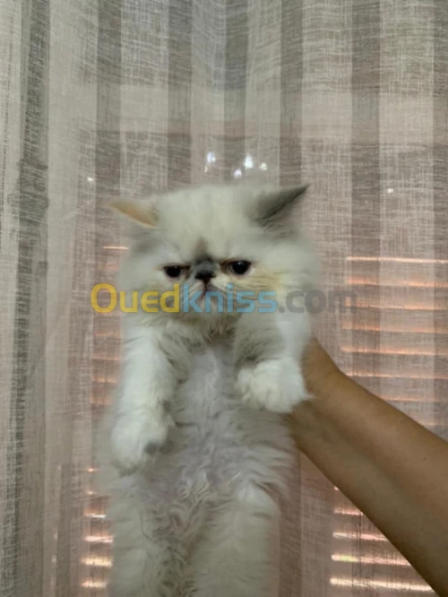Chaton peky face