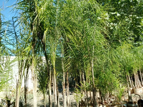 Palmier cocos