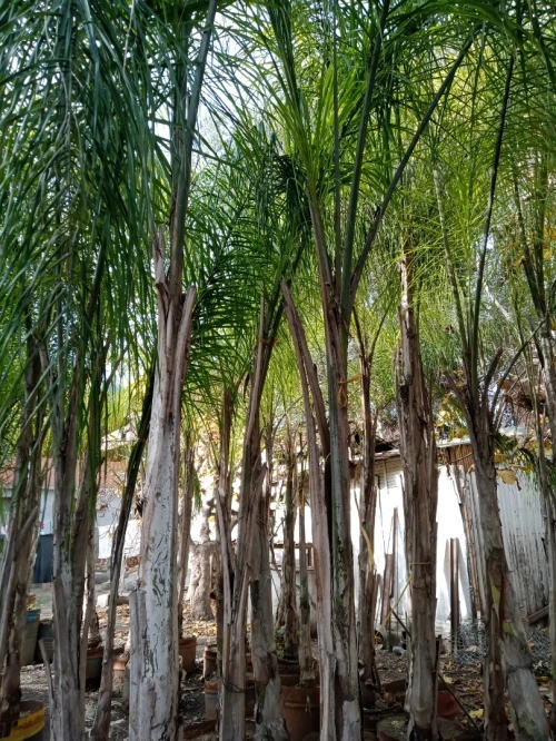 Palmier cocos