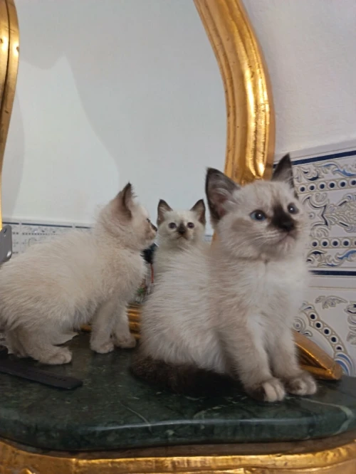Deux femelles siamois 2.5 mois