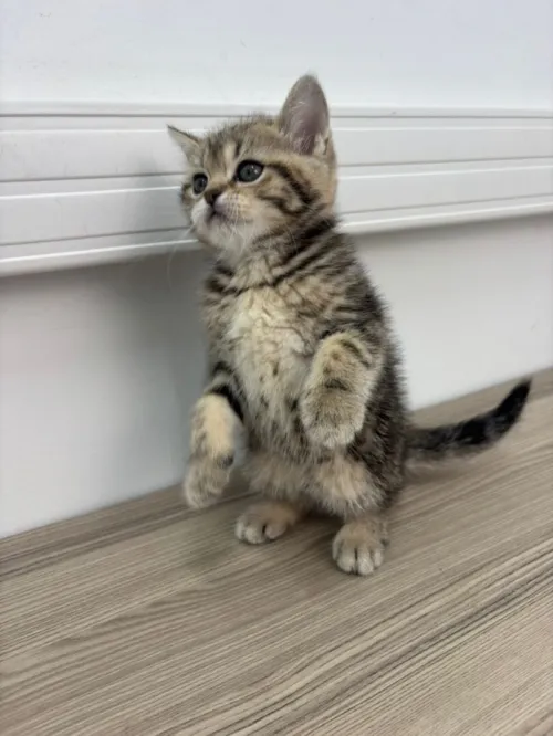 Chat British shorthair