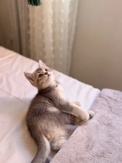 Britishshorthair chat