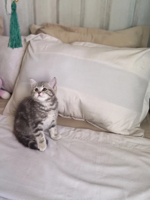 Chat British shorthair & scottish fold