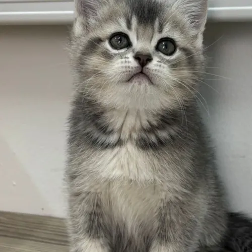 Chat British shorthair