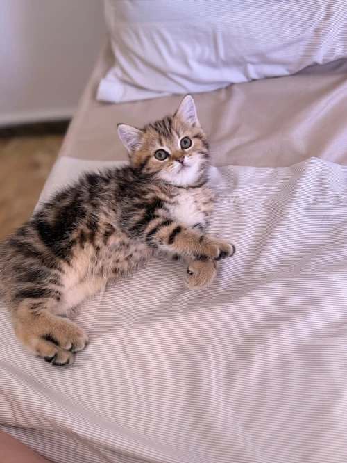 Chat British shorthair & scottish fold
