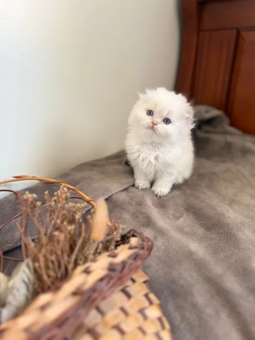 Chat britishshorthair & Scottish fold