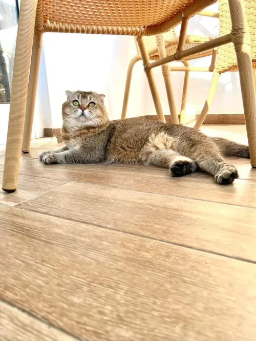 Chat Scottish fold pour accouplement 