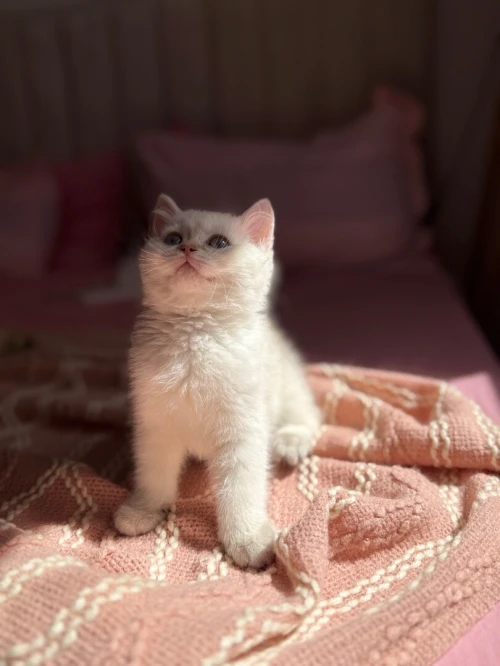 Chat britishshorthair et scottish fold