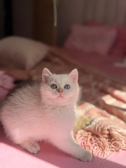 Chat britishshorthair et scottish fold
