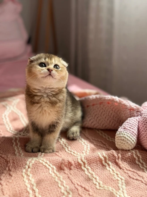 Chat britishshorthair et scottish fold