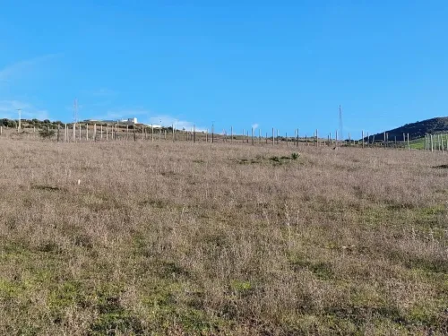 Vente Terrain Skikda Bouchtata