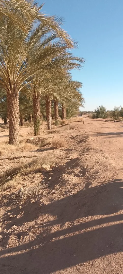 Vente Terrain Agricole Biskra Lioua