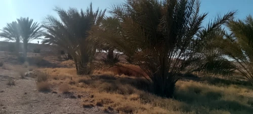 Vente Terrain Biskra Lioua