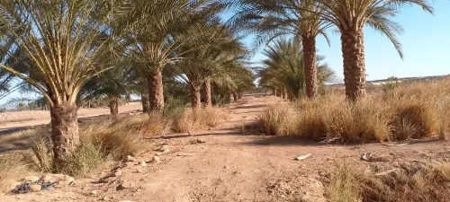 Vente Terrain Agricole Biskra Lioua
