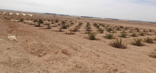 Vente Terrain Agricole Biskra Lioua