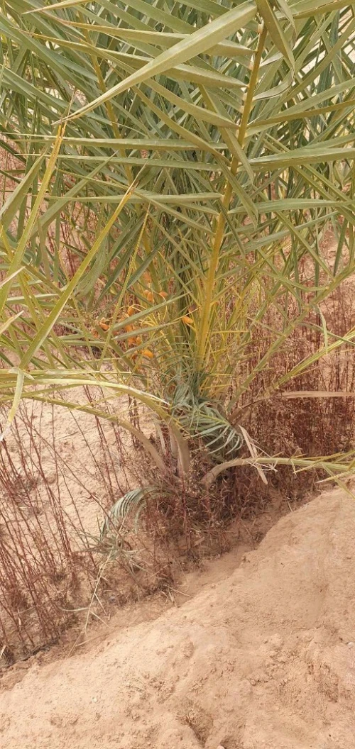 Vente Terrain Agricole Biskra Lioua