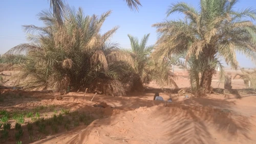 Vente Terrain Timimoun Timimoun