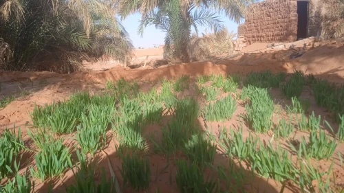 Vente Terrain Timimoun Timimoun
