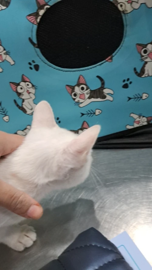Veterinaire 