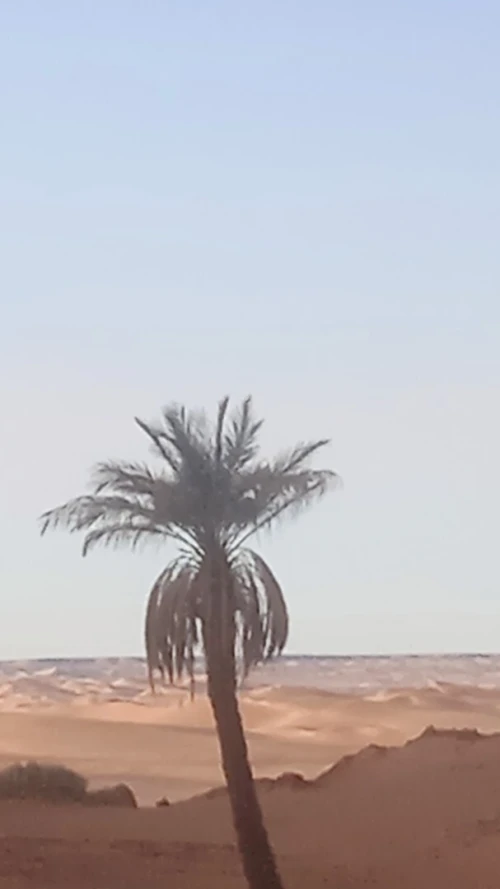 Vente Terrain Timimoun Timimoun