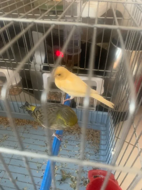 canari femelle
