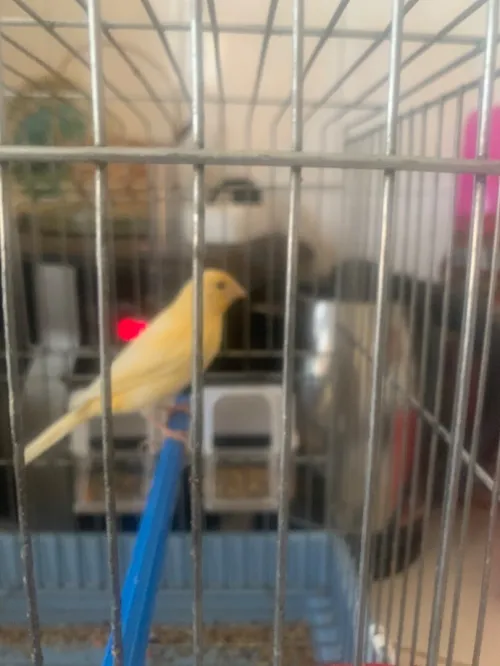 canari femelle