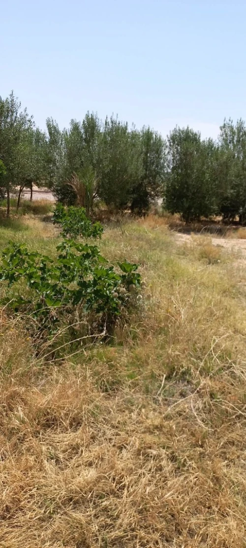Vente Terrain Msila Bou saada