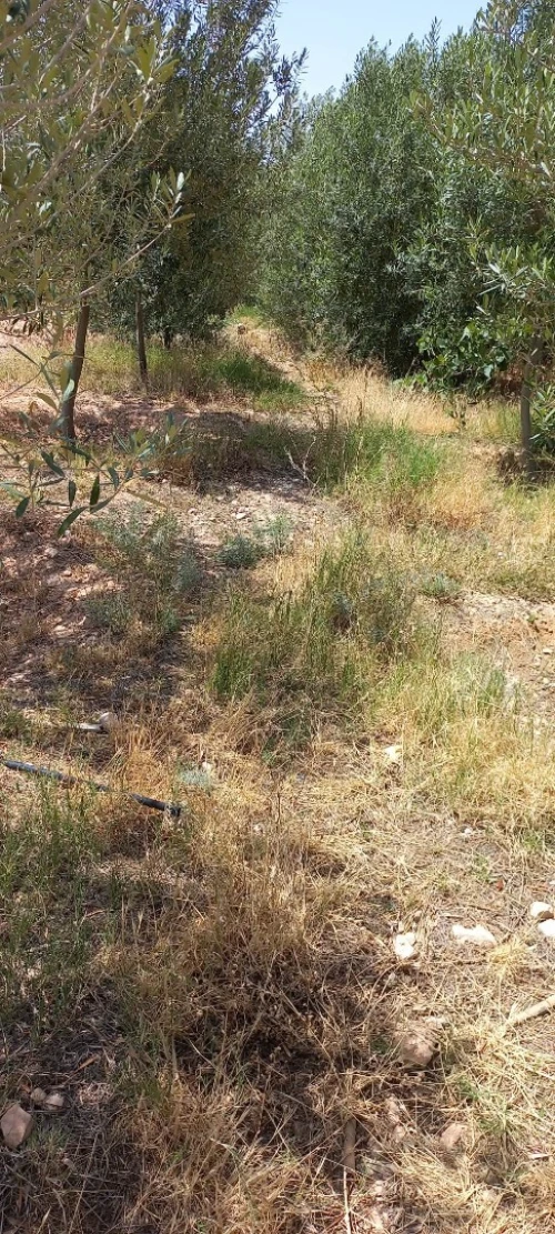 Vente Terrain Msila Bou saada