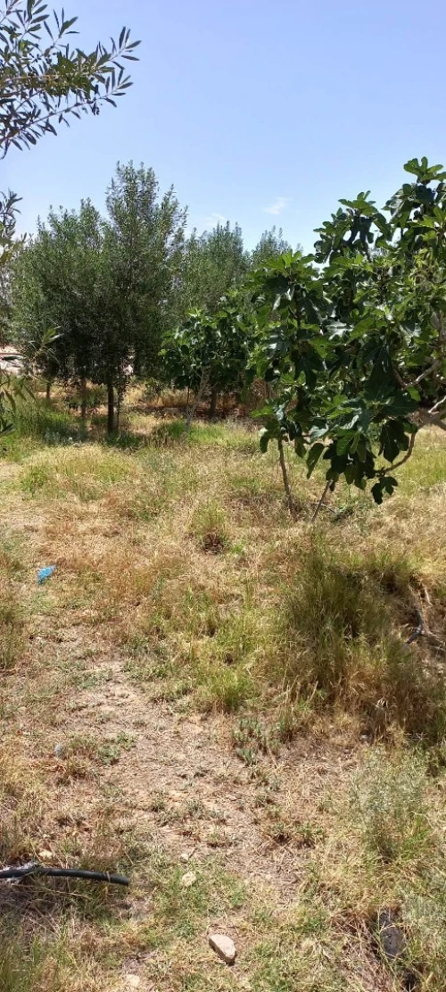 Vente Terrain Msila Bou saada