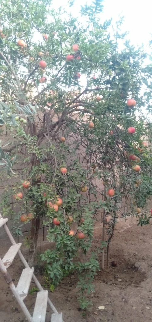 Vente Villa Tlemcen Ghazaouet