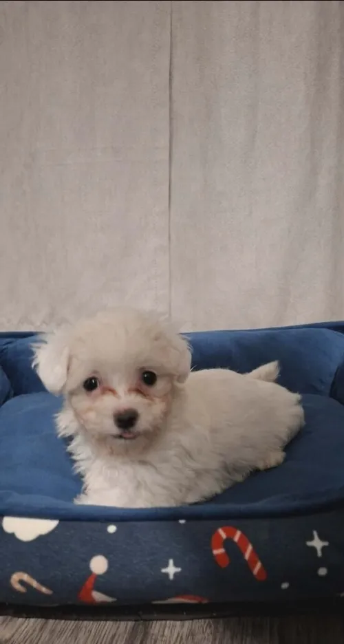 Bichon a poil fraisé