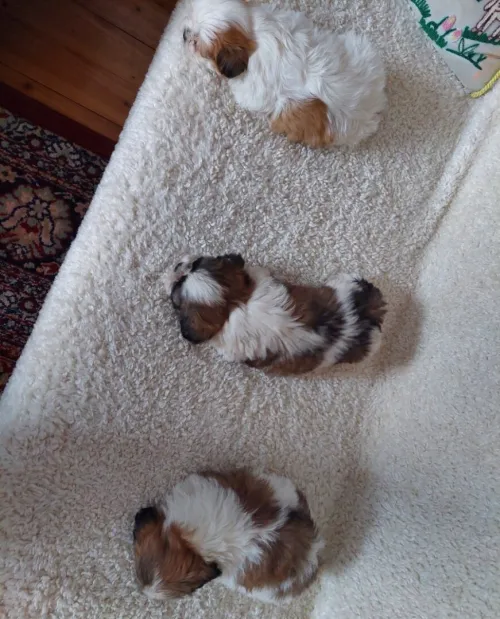 shihtzu