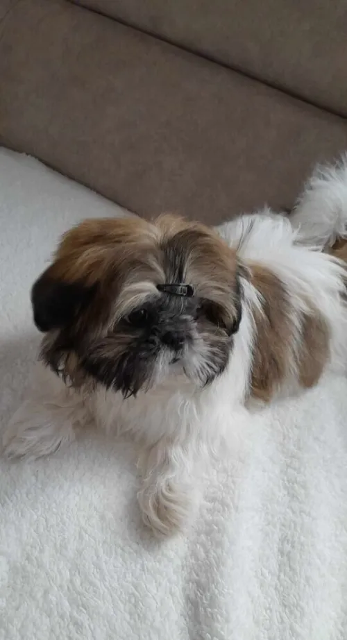 shihtzu