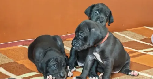 Dogue Allemand (élevage européen)