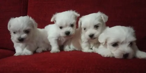 Bichon maltais nains ( élevage européen)