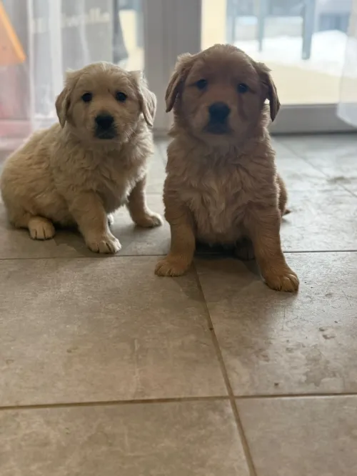 GOLDEN RETREIVER