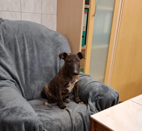 Bullterrier
