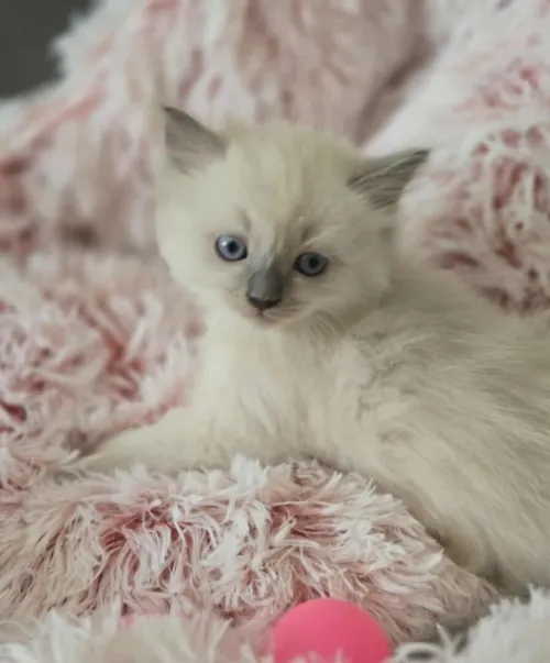 Ragdoll (élevage européen)