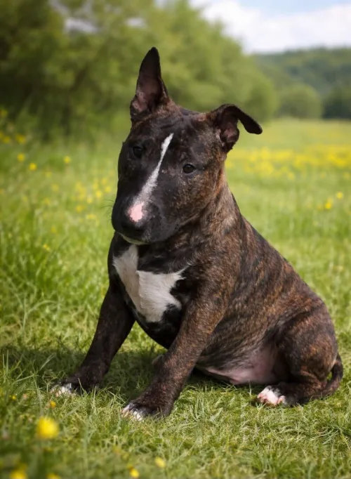 Bullterrier