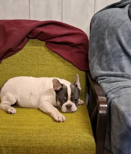 Buldog francais